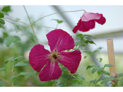 Clematis viticella