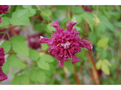 Clematis viticella