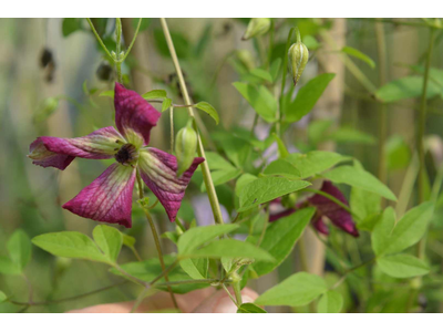 Clematis viticella