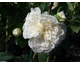 Rosa Colonial White (Sombreuil)