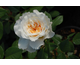 Rosa Comtessa