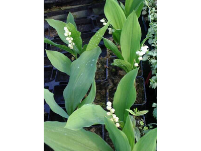 Convallaria majalis   