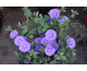 Convolvulus sabatius 