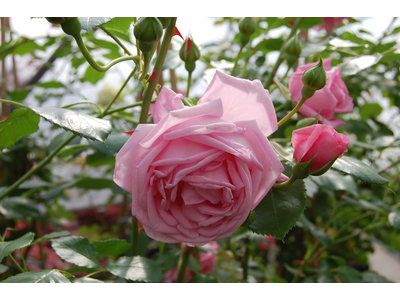 Rosa