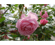 Rosa Coral Dawn