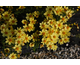 Coreopsis Creme Brulee ®