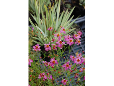 Coreopsis