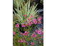 Coreopsis Limerock Passion ®