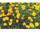 Coreopsis grandiflora 