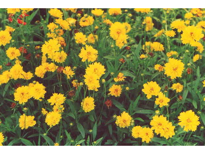 Coreopsis grandiflora 