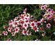 Coreopsis rosea Sweet Dreams ®