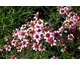 Coreopsis rosea