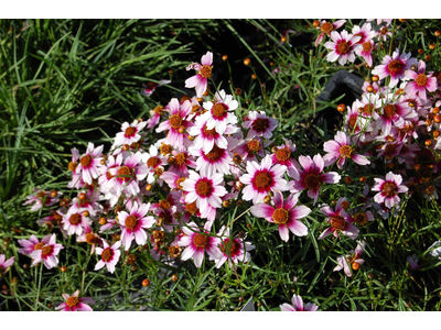 Coreopsis rosea