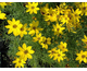 Coreopsis verticillata