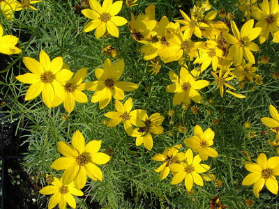 Coreopsis verticillata