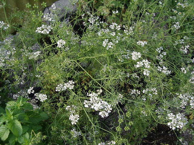 Coriandrum sativum - Coriandolo