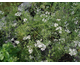 Coriandrum sativum - Coriandolo 