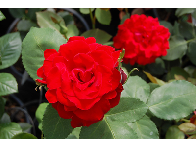 Rosa