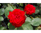 Rosa Courage