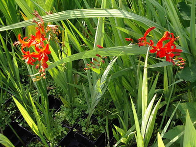 Crocosmia paniculata