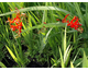 Crocosmia paniculata Orangerot