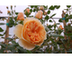 Rosa Crown Princess Margaretha