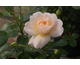Rosa Crystal Palace