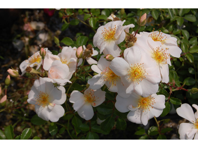 Rosa