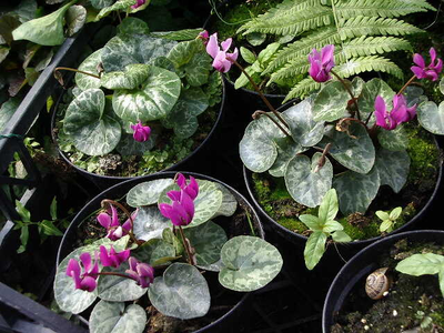 Cyclamen coum