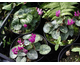 Cyclamen coum None