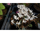 Cyclamen hederifolium Album