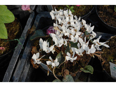 Cyclamen hederifolium