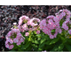 Phlox paniculata Bambini Candy Crush