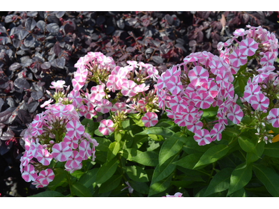 Phlox paniculata