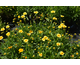 Coreopsis auriculata Limoncello Lemon Yellow ®