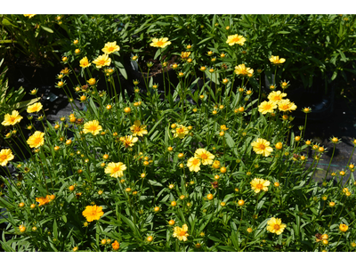 Coreopsis auriculata