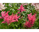 Astilbe Raspberry ®