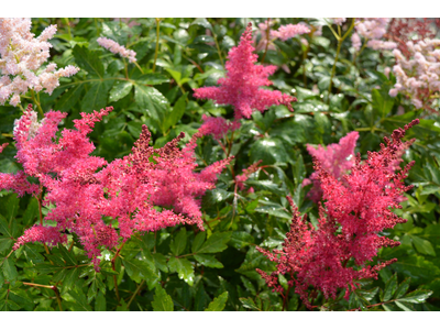 Astilbe