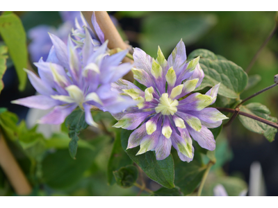 Clematis