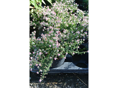 Aster laterifolius