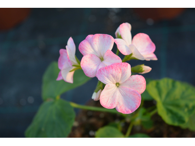 Pelargonium