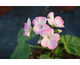 Pelargonium Yvonne