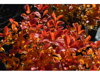 Spiraea betulifolia