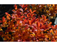 Spiraea betulifolia Pink Sparkler ®