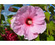 Hibiscus moscheutos Planet ® Solene