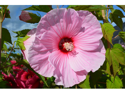 Hibiscus moscheutos