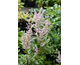 Astilbe japonica