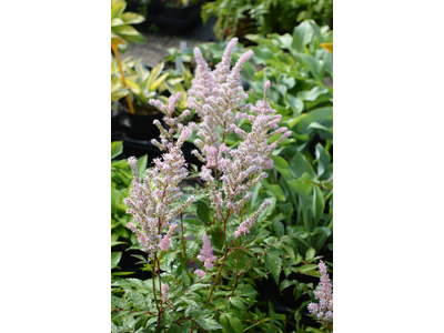 Astilbe japonica