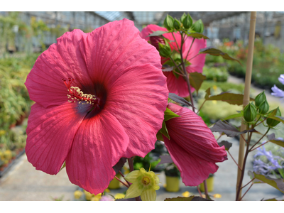 Hibiscus moscheutos