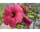 Hibiscus moscheutos Planet ® Griotte Tangri